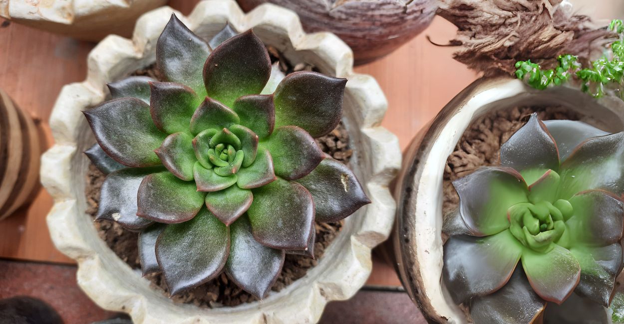 Echeveria Black Prince