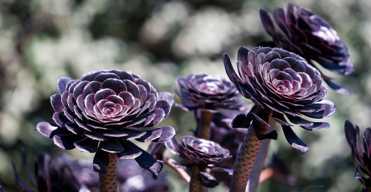 suculentas roxas