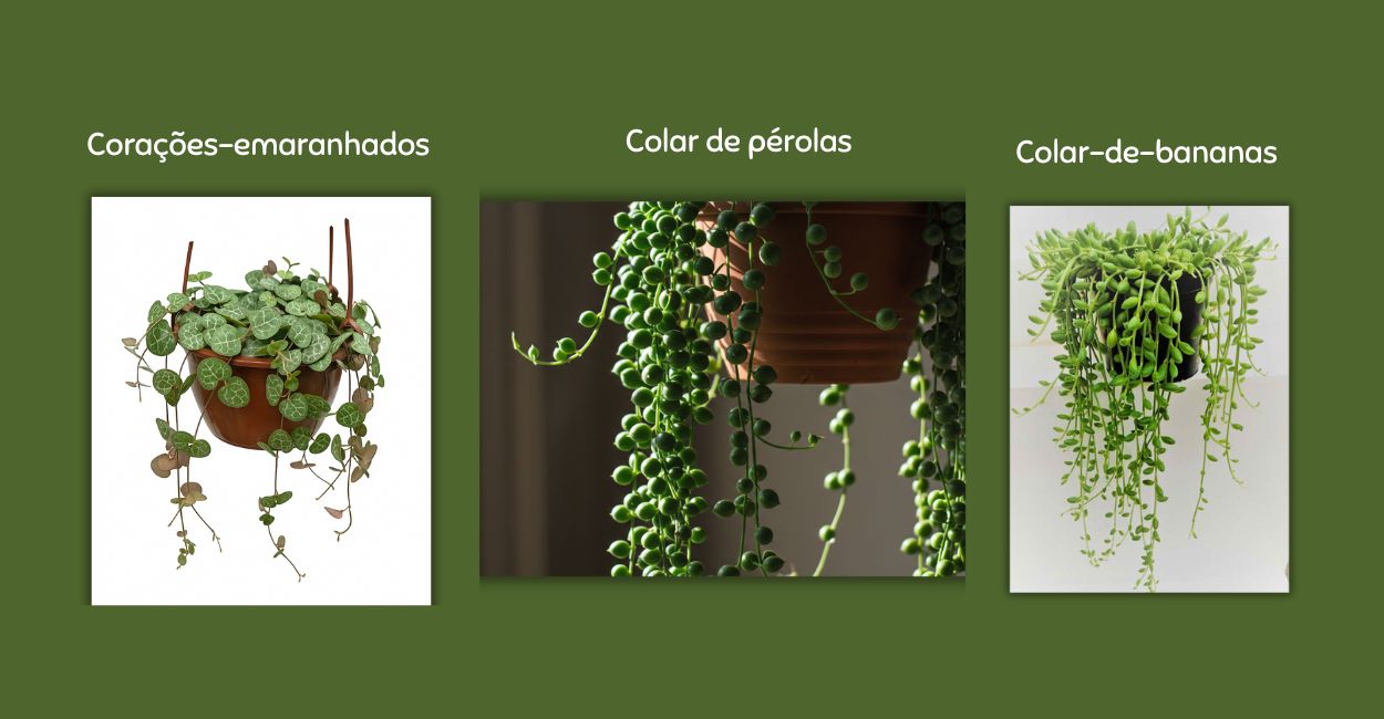 suculentas pendentes