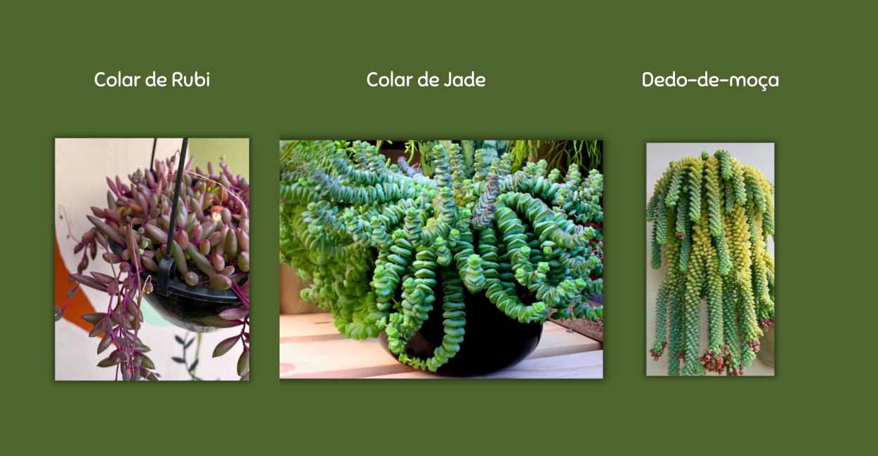tipos de suculentas