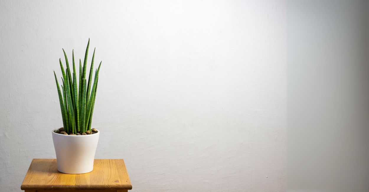 espada de são jorge cilindrica