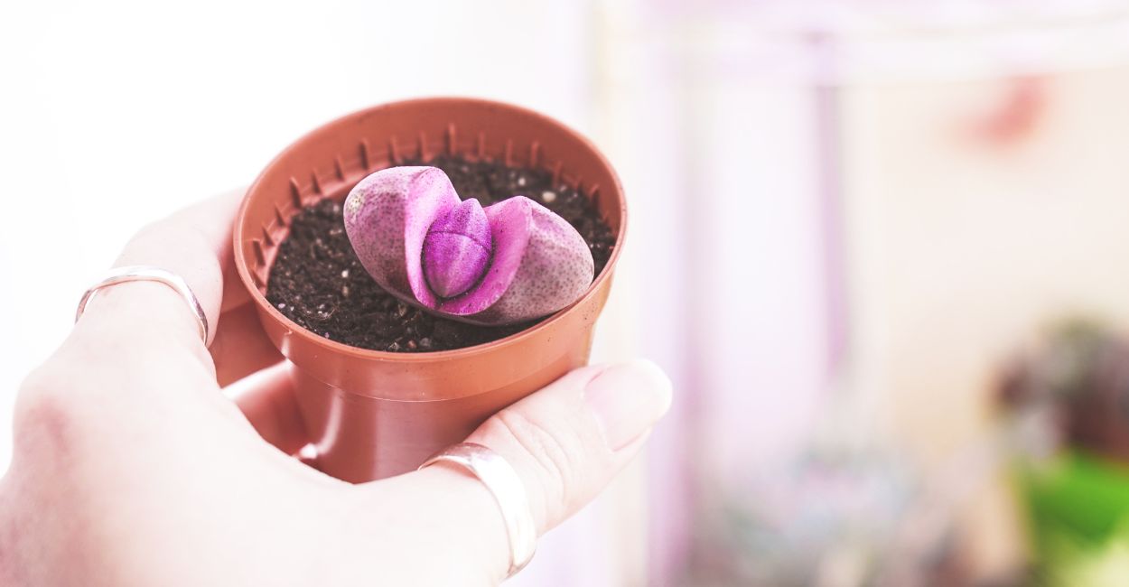 suculentas diferentes