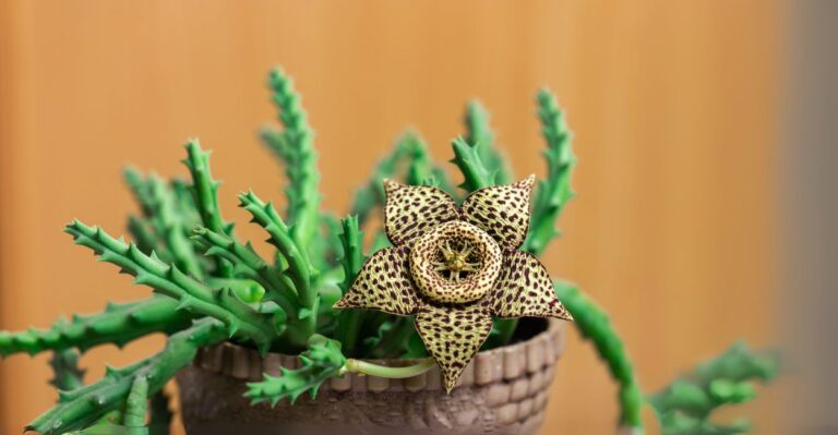 tipos de suculentas raras