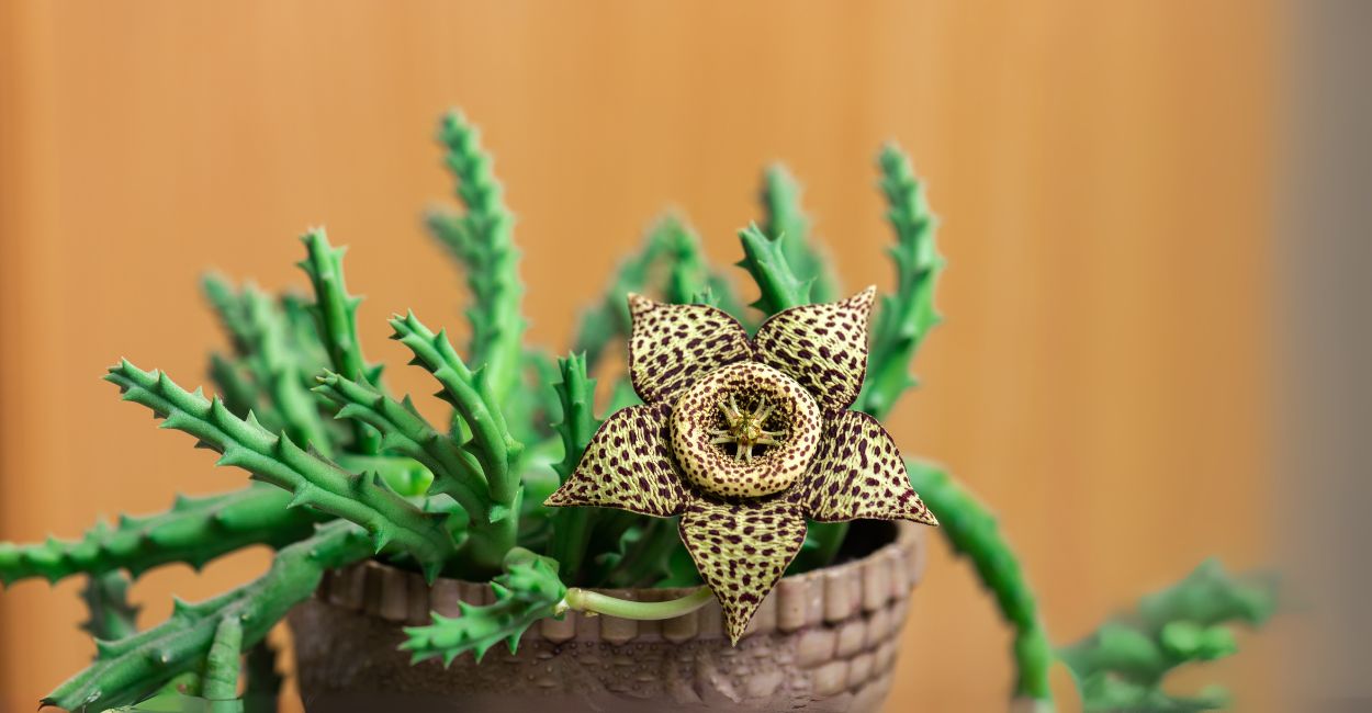 tipos de suculentas raras