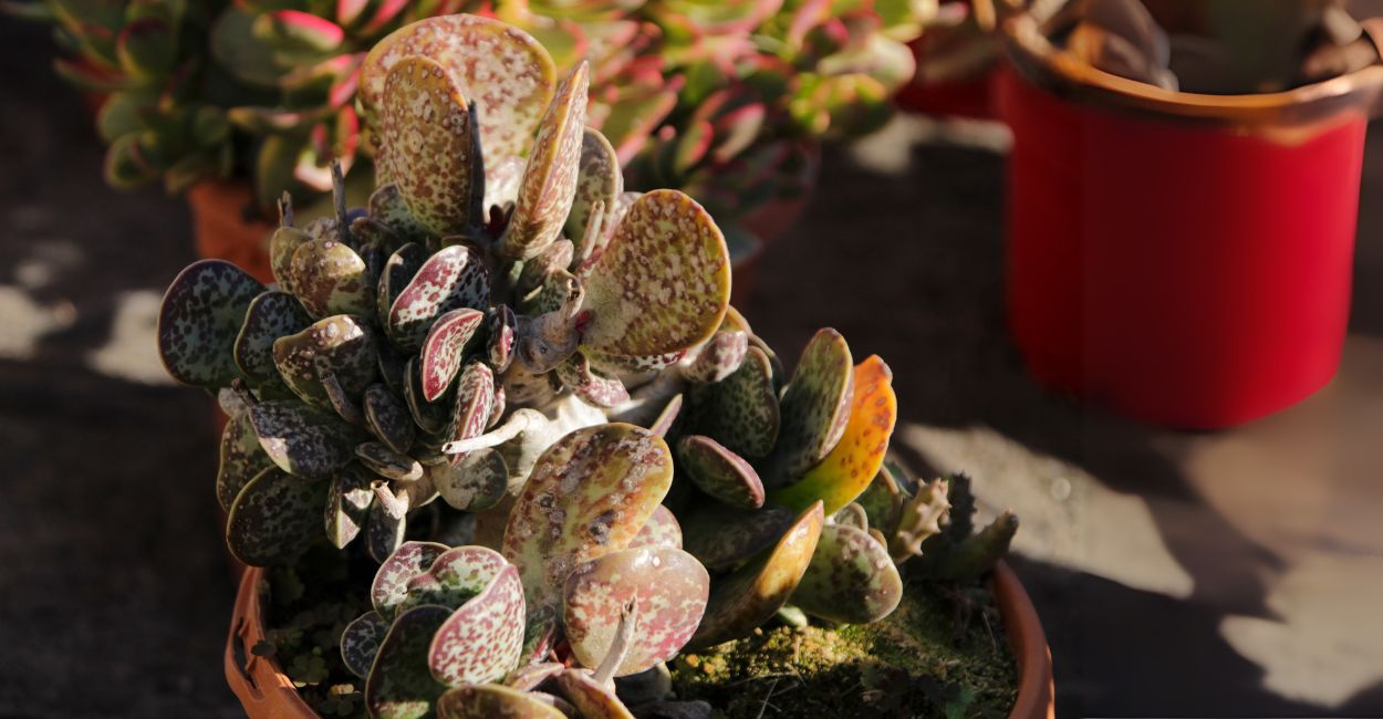 suculentas