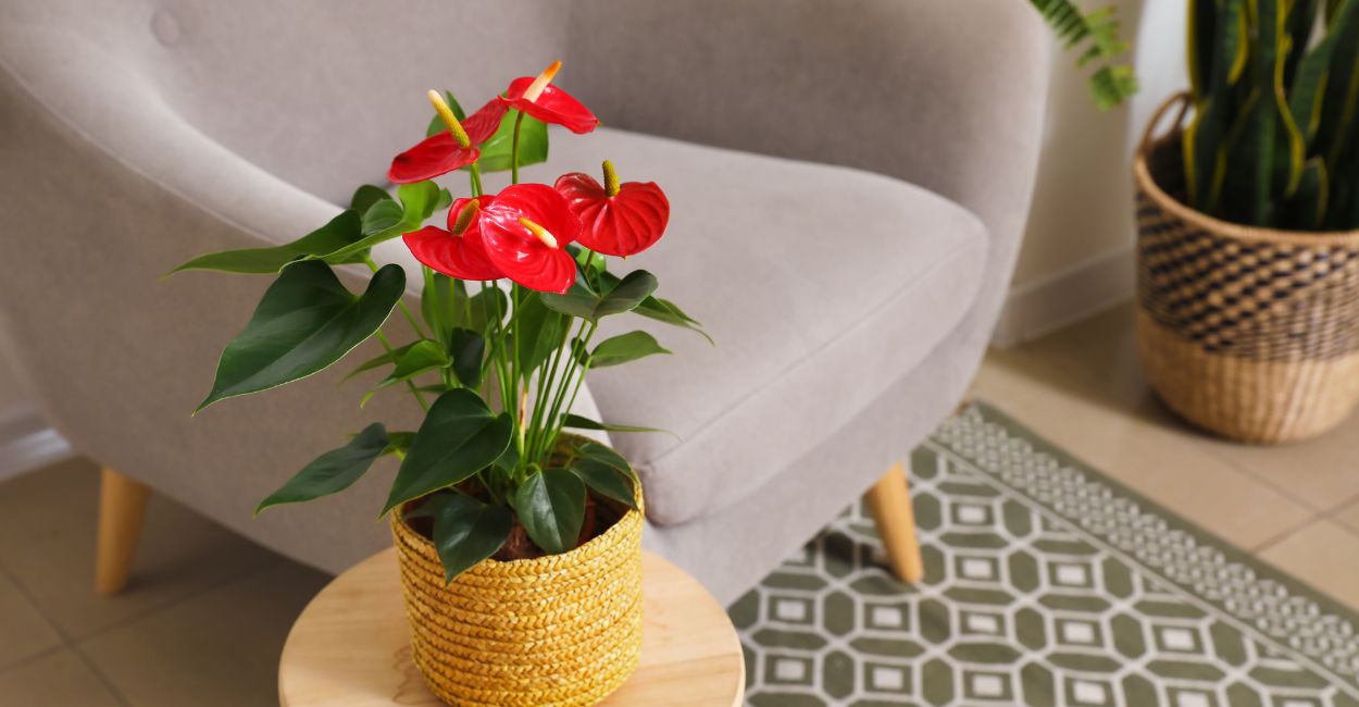 Planta que Não Gosta de Sol