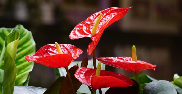 Planta que Não Gosta de Sol