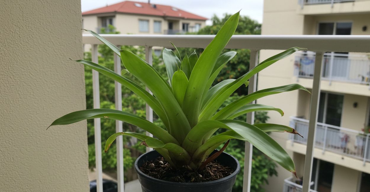 bromélias de sombra