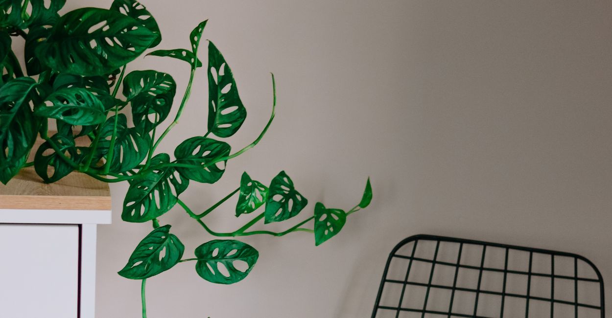 costela de eva pendente