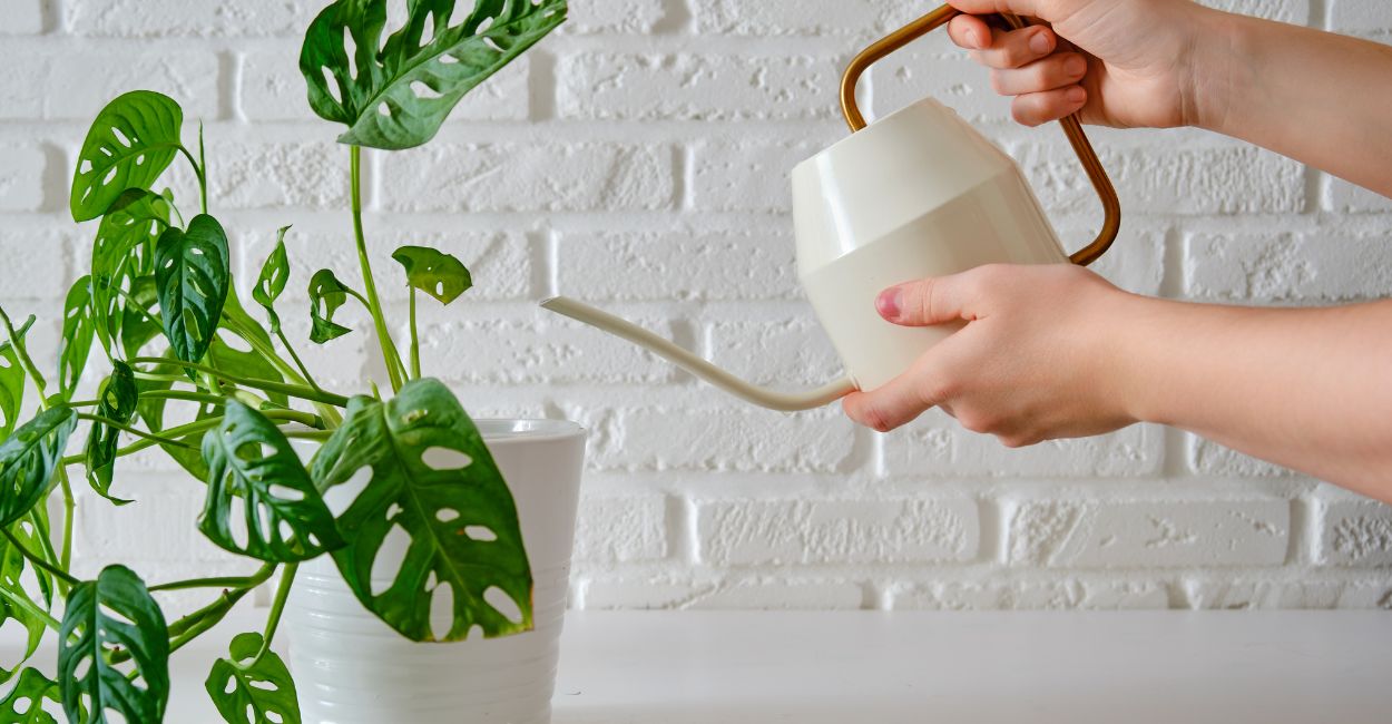 cuidados com plantas