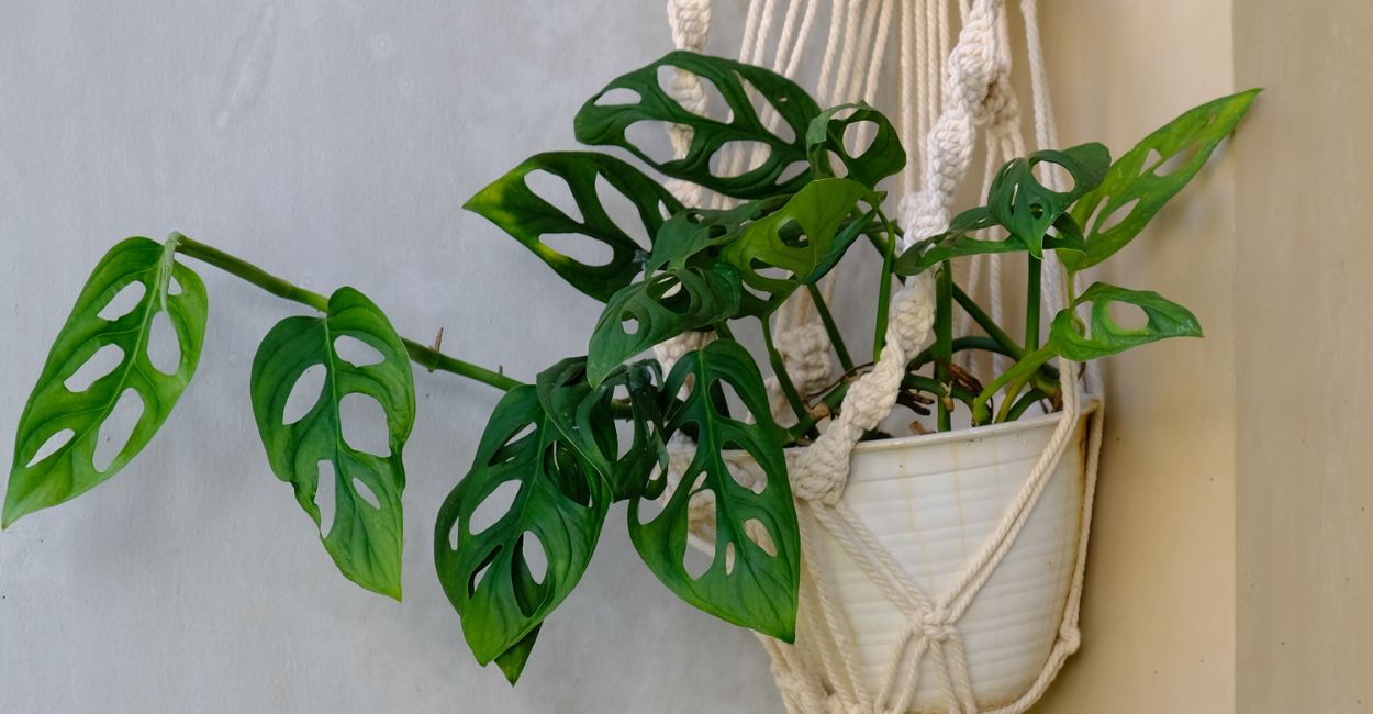 costela de eva pendente