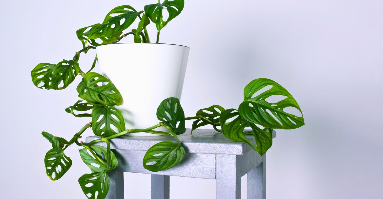 planta costela de eva