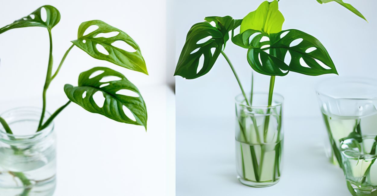 costela de eva com folhas amareladas