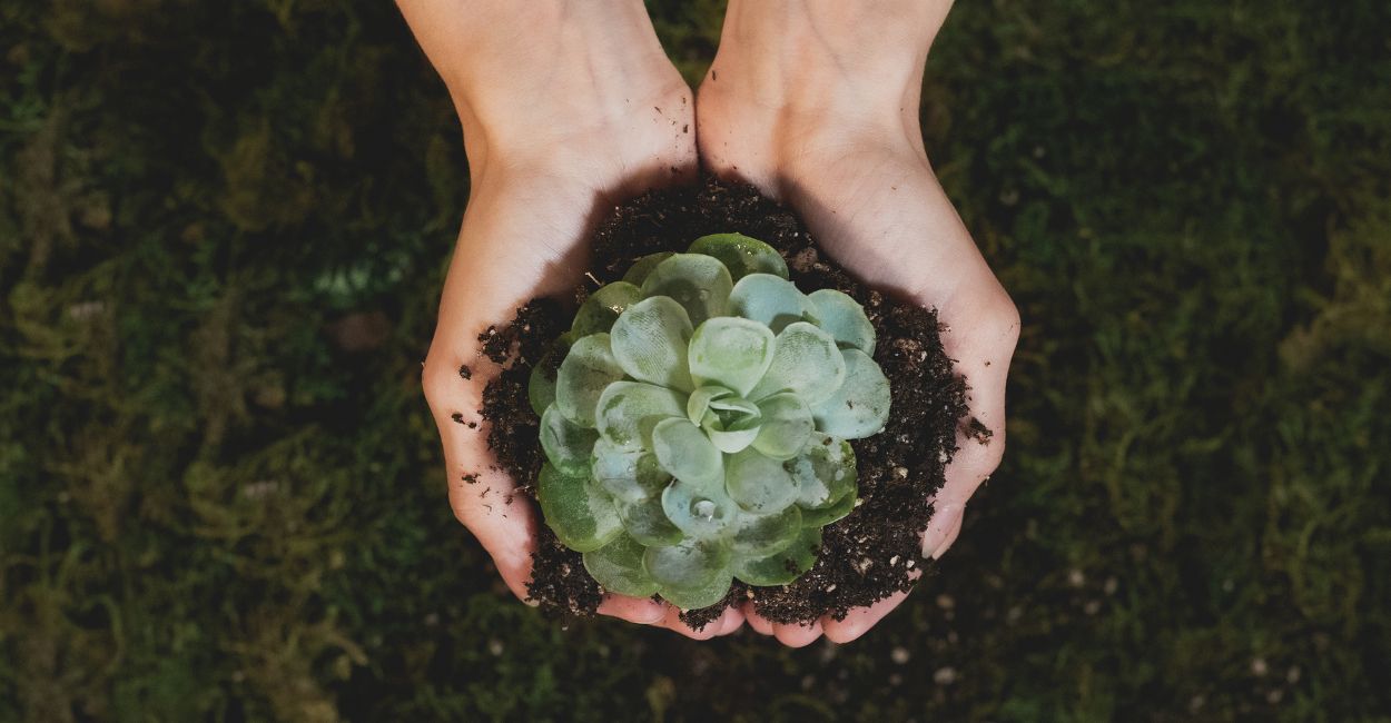 cuidados com suculentas