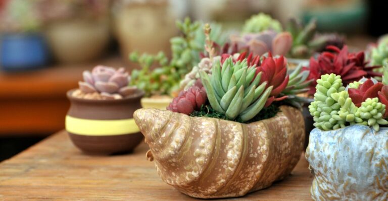 como cuidar de suculentas