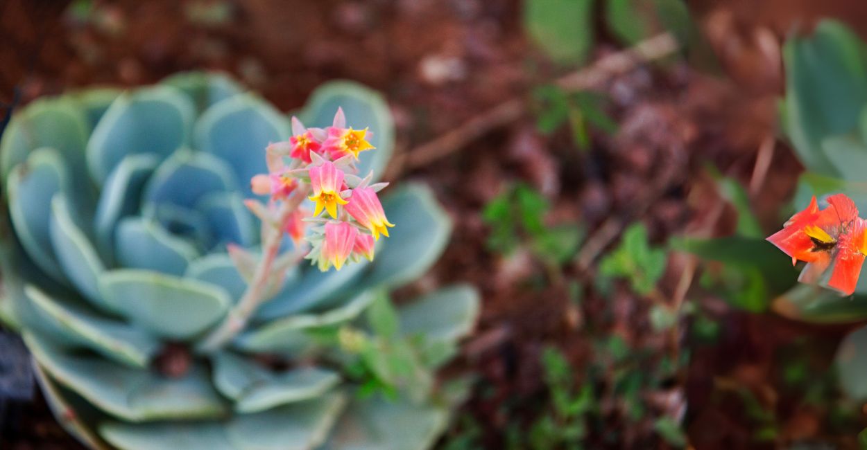 Suculenta Echeveria com Flor
