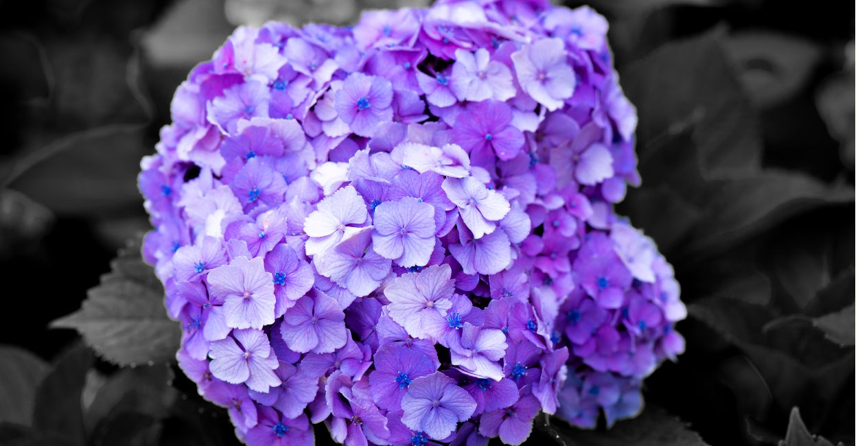 hortênsia roxa