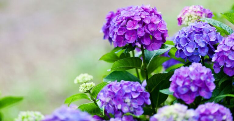 hortênsia roxa