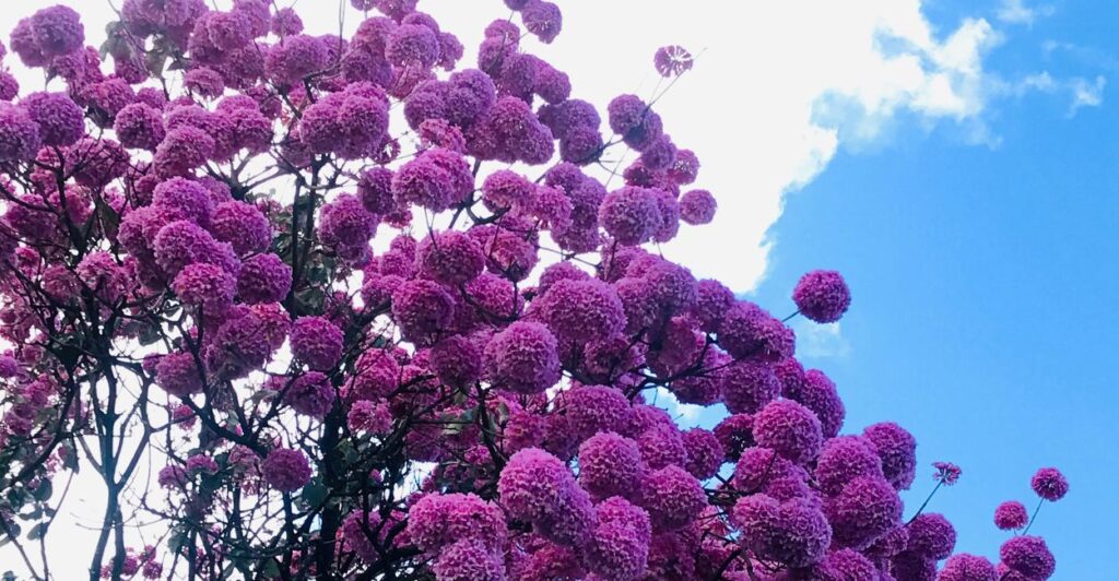 Arasar Roxo Curiosidades sobre o Ipê Roxo e sua Mágica transformação no Inverno