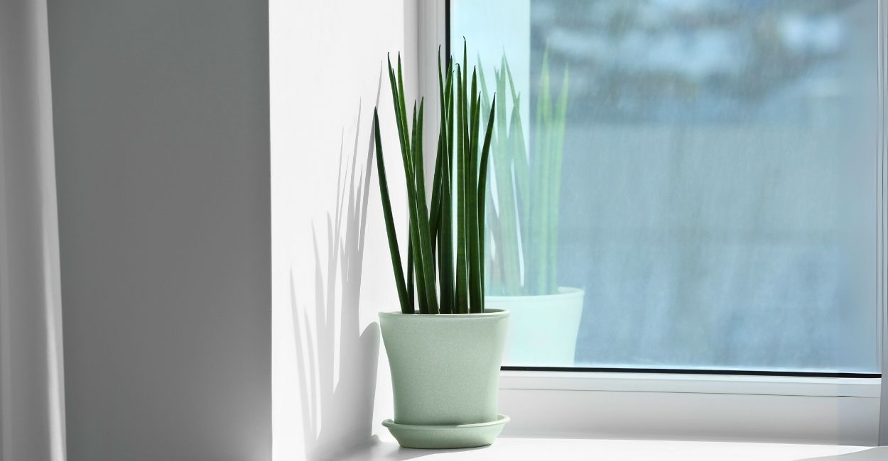 lança de são jorge