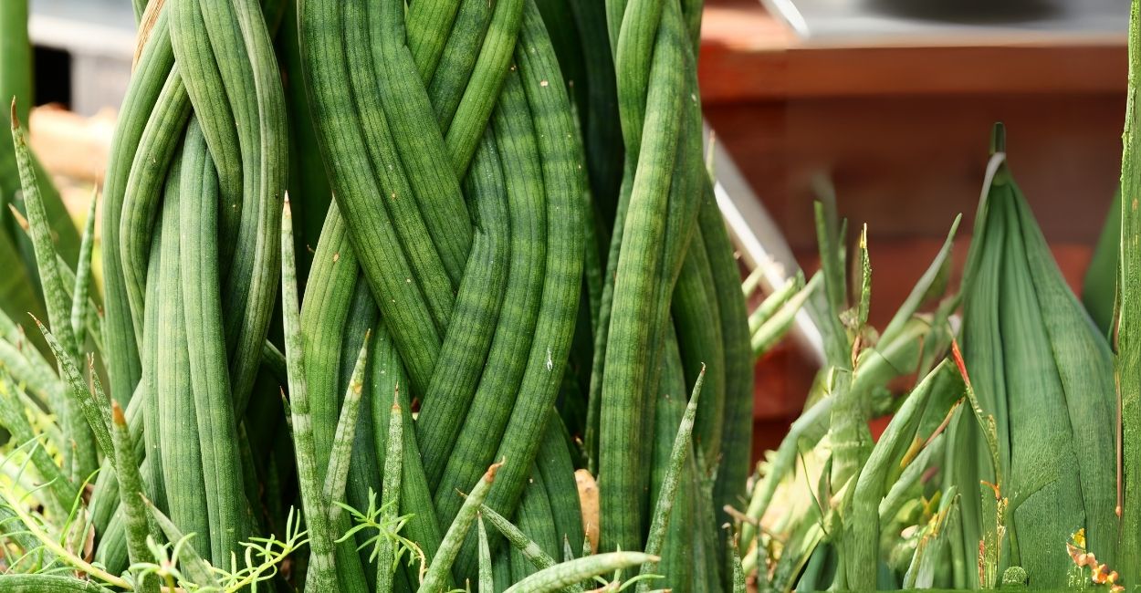 lanças de são jorge