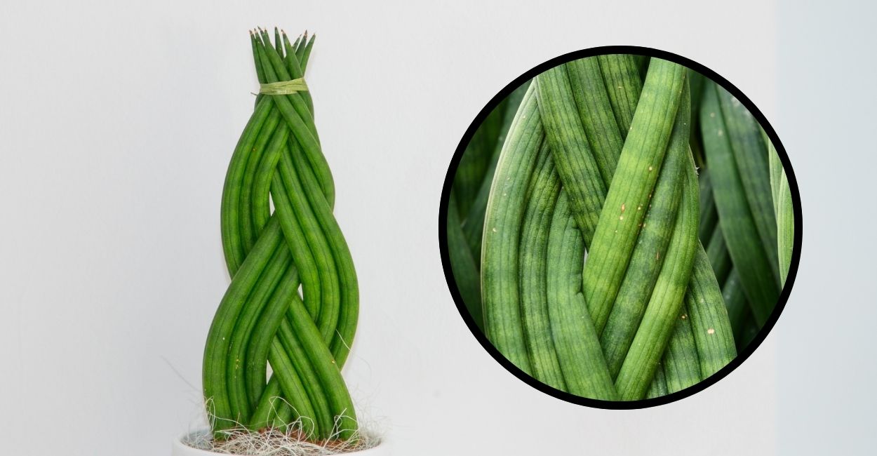 lança de são jorge entrelaçada