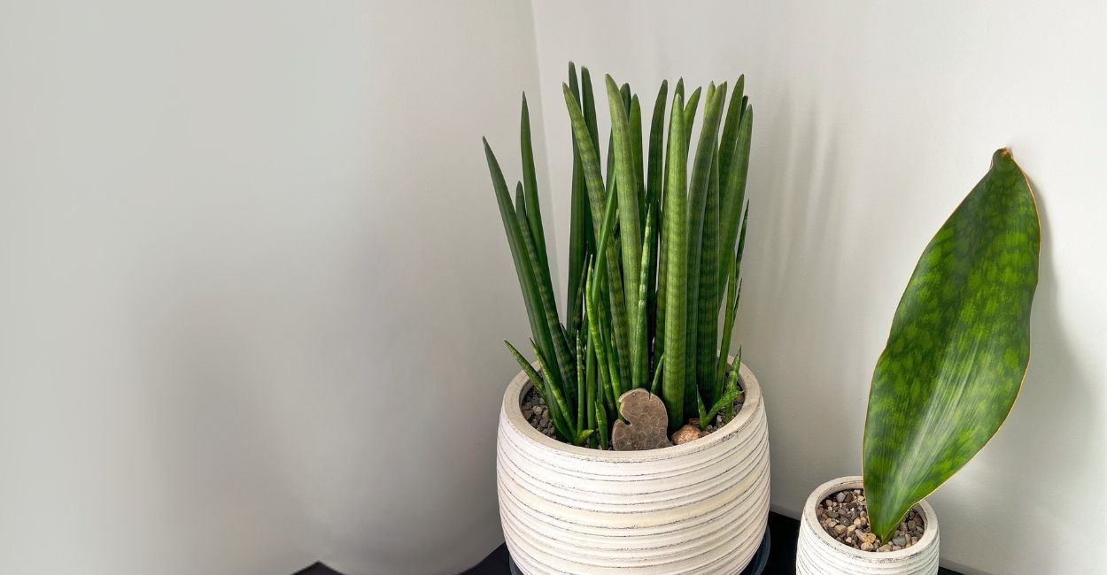 planta lança de são jorge