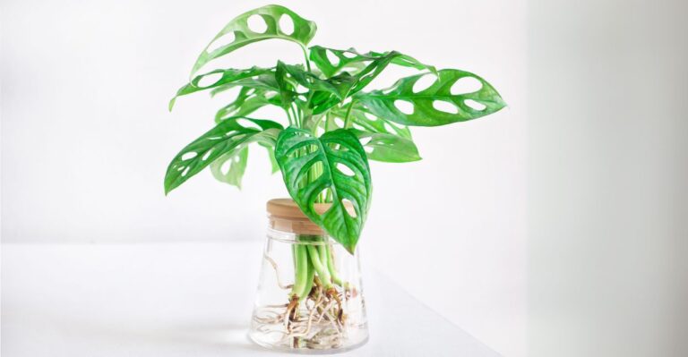 planta costela de eva