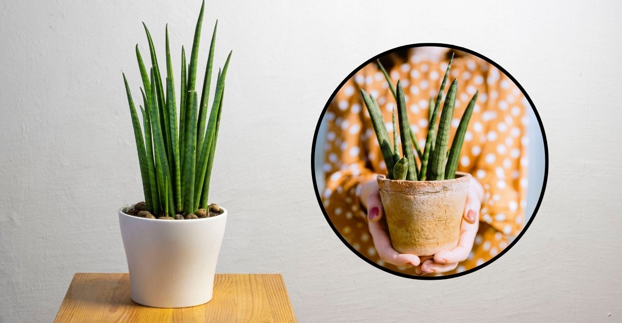 lança de são jorge