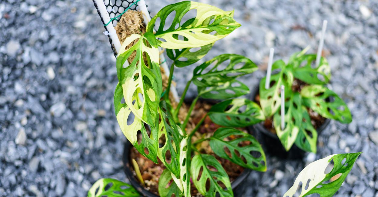 costela de eva pendente