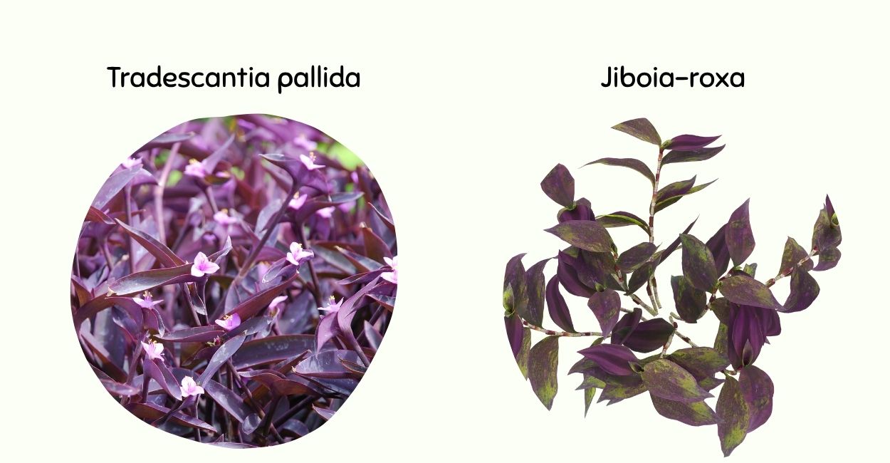 jiboia roxa