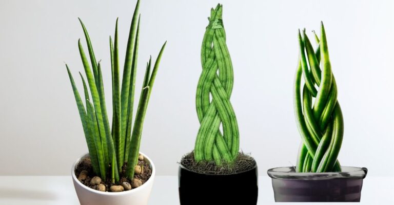 lança de são jorge trançada