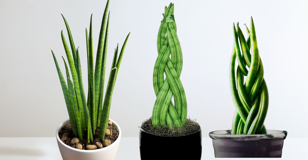 lança de são jorge trançada