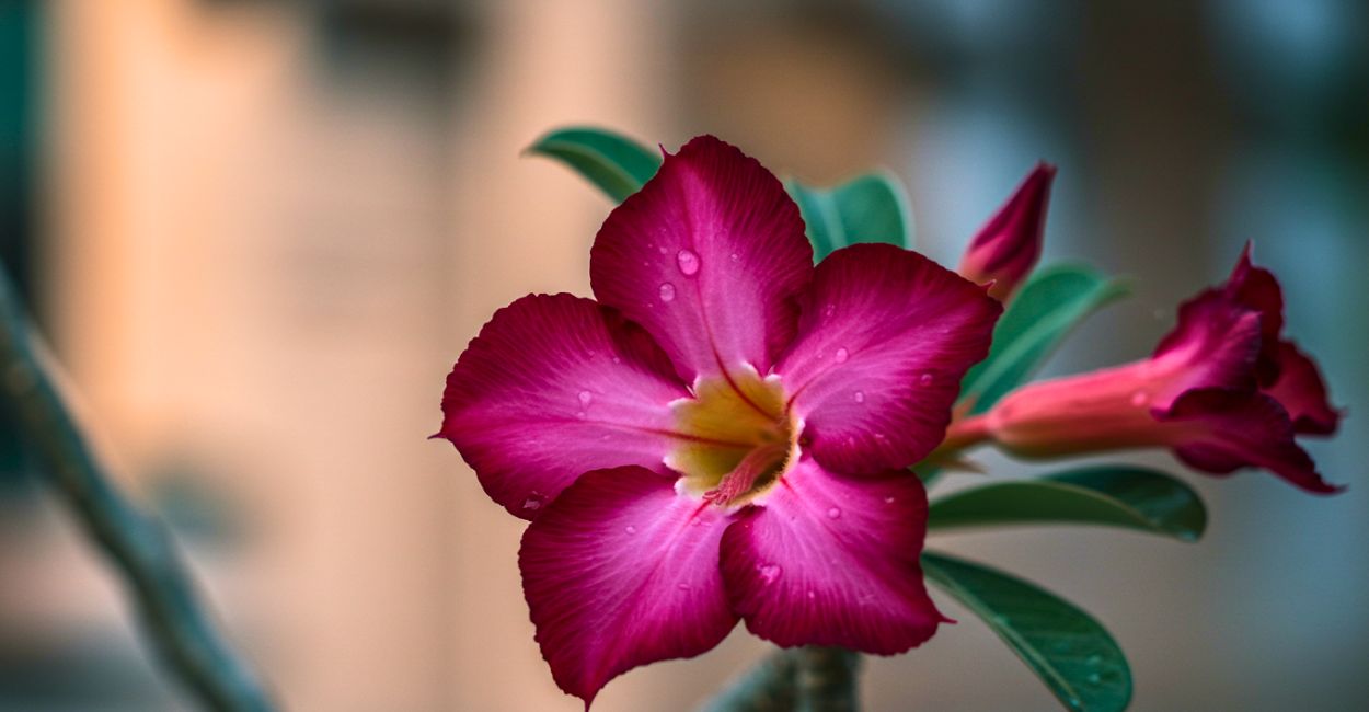 rosa do deserto roxa