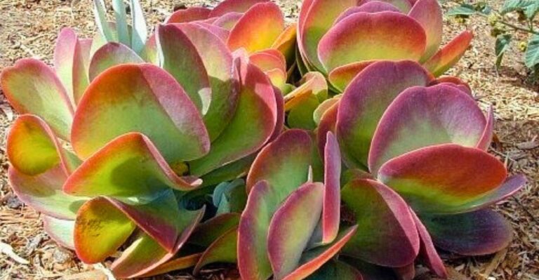 suculenta orelha de elefante