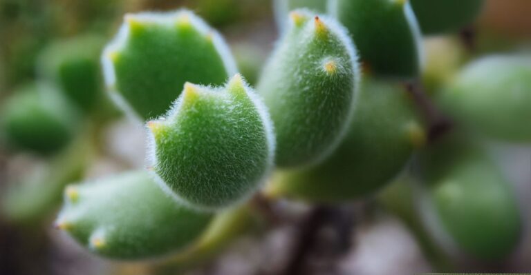 suculenta pata de urso