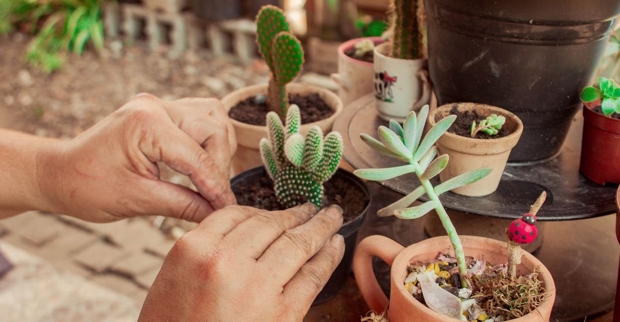 benefícios de cuidar de plantas