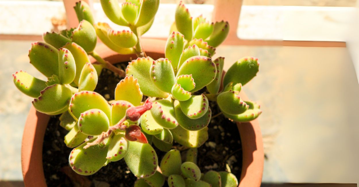 suculentas pata de urso