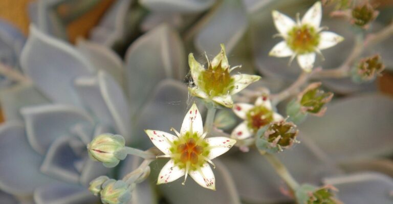 suculentas com flores