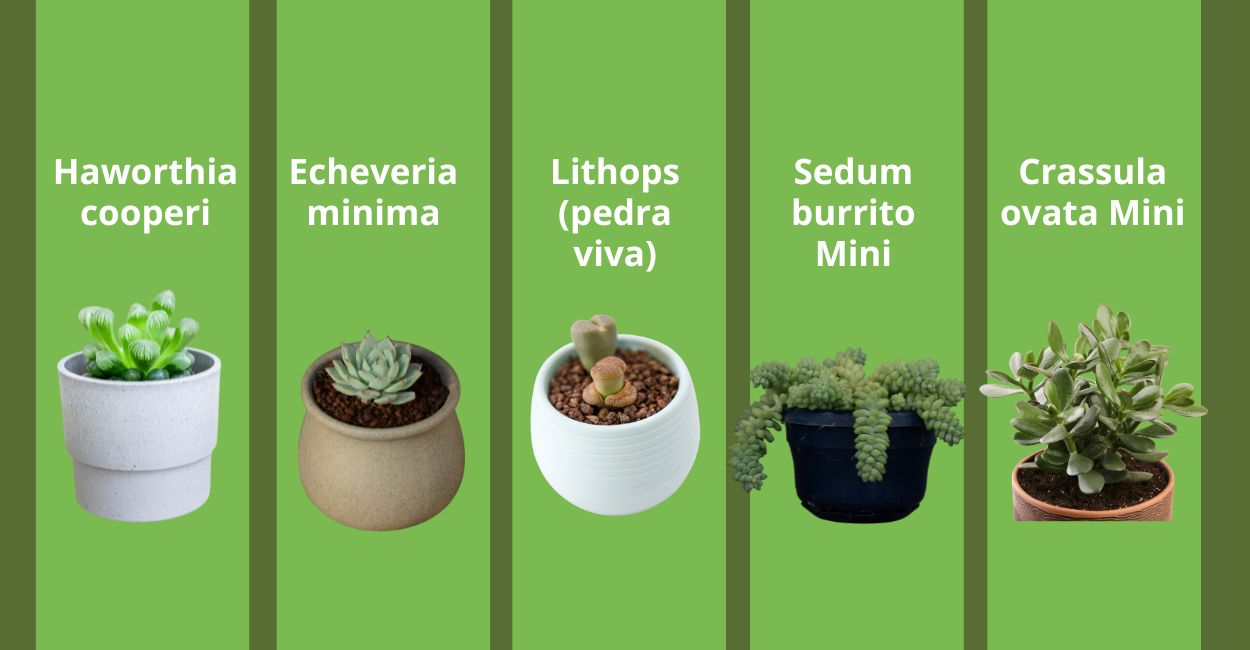 tipos de mini suculentas