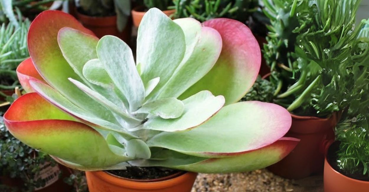 suculentas orelha de elefante