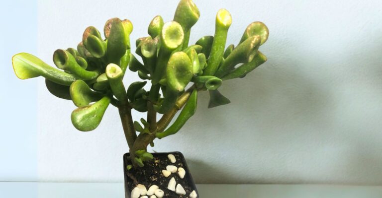 suculenta orelha de shrek