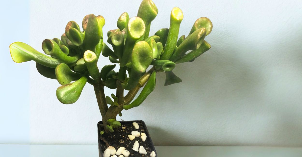 suculenta orelha de shrek