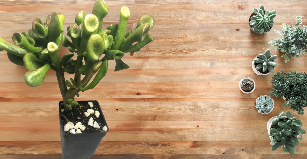 suculenta orelha de shrek