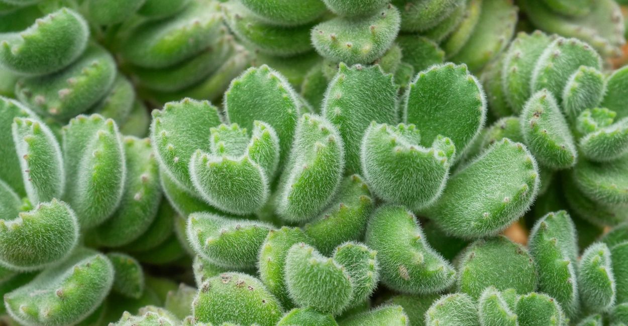 suculenta patinha de urso