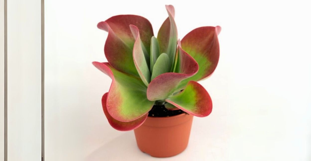 planta orelha de elefante