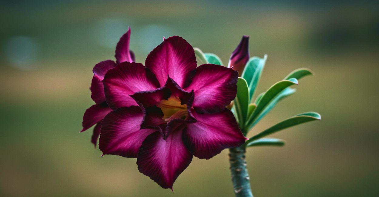 flor rosa do deserto roxa