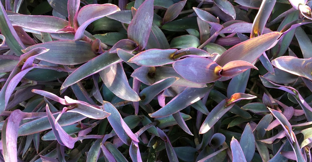 trapoeraba roxa pendente