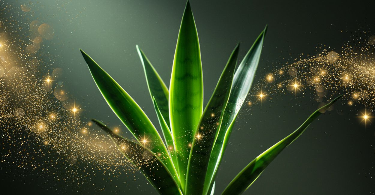 Planta espada de São Jorge Significado Espiritual