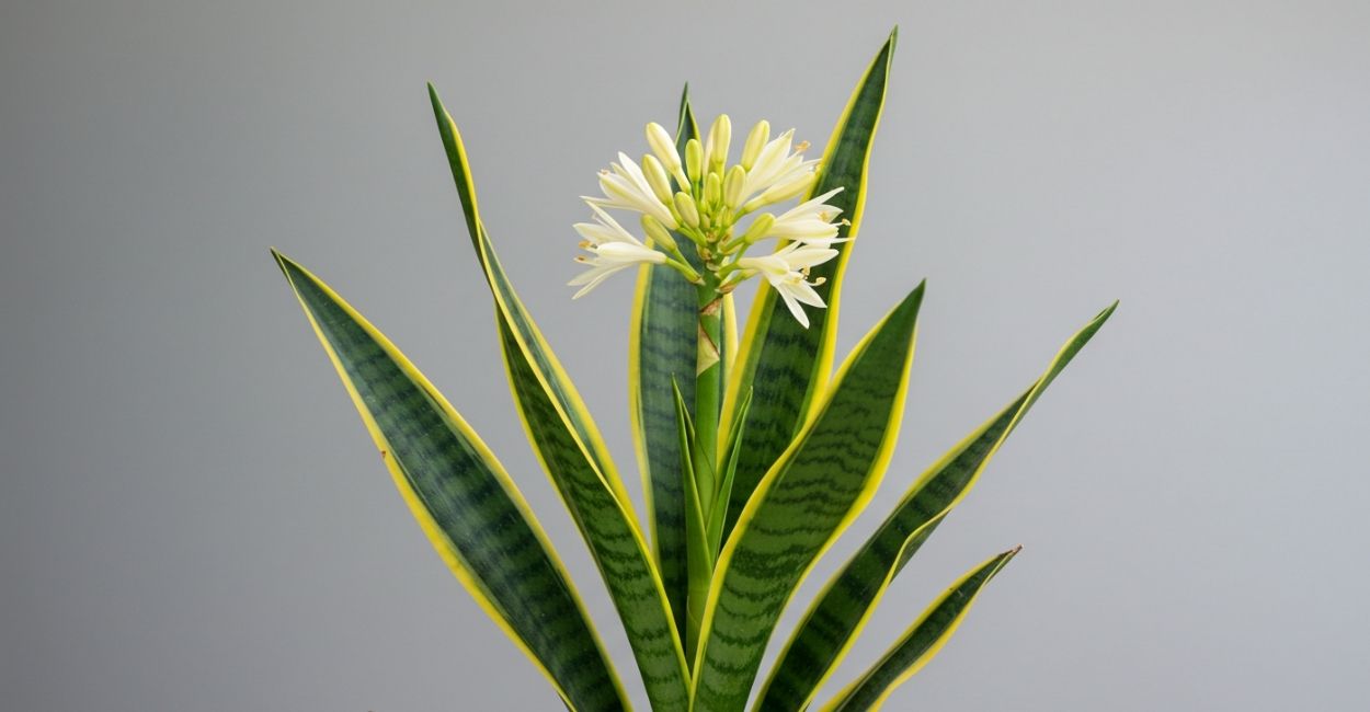 flor espada de santa barbara
